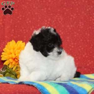 Rodger, Maltipoo Puppy